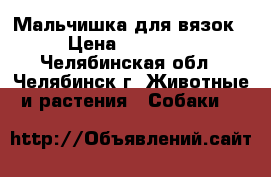Мальчишка для вязок › Цена ­ 10 000 - Челябинская обл., Челябинск г. Животные и растения » Собаки   